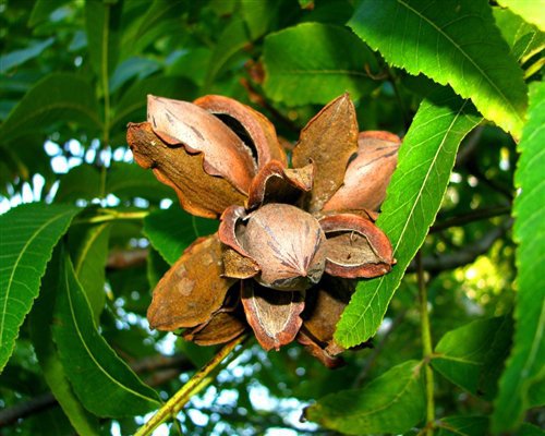 CADDO PAPERSHELL PECAN TREE 4'-6' Shade Nut Trees Live Plant Pecans Nuts Plants