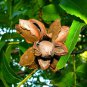 CADDO PAPERSHELL PECAN TREE 4'-6' Shade Nut Trees Live Plant Pecans Nuts Plants