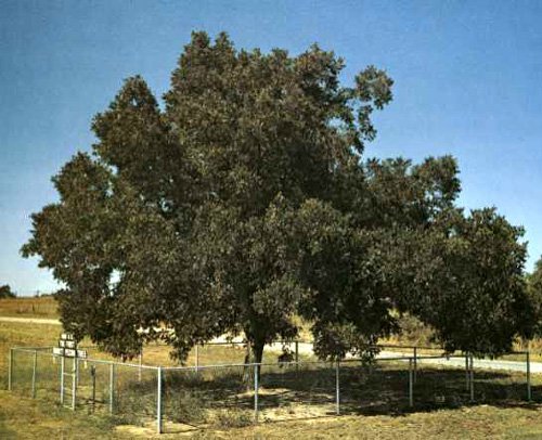 BURKETT PAPERSHELL PECAN TREE Shade Nut Trees Live Plant Pecans Nuts Plants