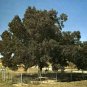 BURKETT PAPERSHELL PECAN TREE Shade Nut Trees Live Plant Pecans Nuts Plants