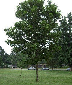 OCONEE PECAN TREE Shade Nut Trees Live Plant Large Pecans Nuts Wood Orchard