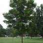 OCONEE PECAN TREE Shade Nut Trees Live Plant Large Pecans Nuts Wood Orchard