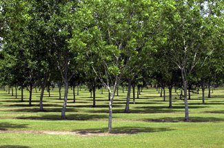 HICAN PECAN TREE Shade Nut Trees Live Plant Pecans Nuts Wood Home Garden Plants