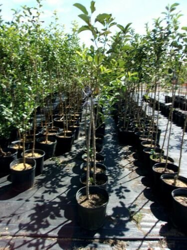 Pippen Apple Fruit Tree 4'-6' Ft. Live Trees Plant Sweet Juicy Apples Orchard