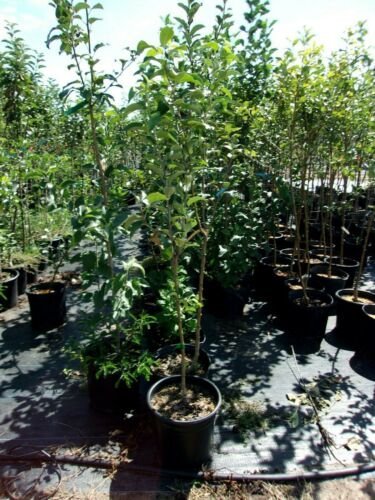 Empire Apple Tree 4'-6' Live Fruit Trees Plant Sweet Juicy Apples Orchard Plants