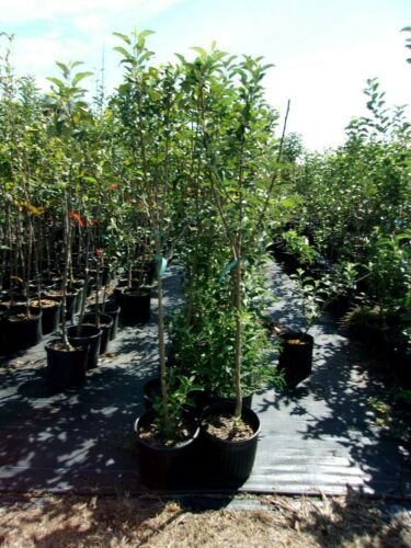 York Apple Fruit Tree 4'-6' Ft. Live Trees Plant Sweet Juicy Apples Orchard