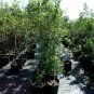 York Apple Fruit Tree 4'-6' Ft. Live Trees Plant Sweet Juicy Apples Orchard