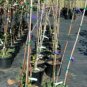 BLACK PEARL CHERRY 4-6 FT Tree Sweet Fruit Cherries Trees Plants Garden Plant