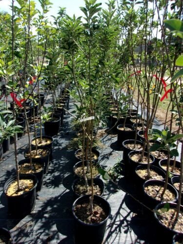 Ambrosia Apple Fruit Tree 4'-6' Live Trees Plant Sweet Juicy Apples Home Orchard
