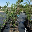 GOLD KIST APRICOT 4-6 FT TREE Healthy Fruit Trees Plant Sweet Juicy Apricots NOW