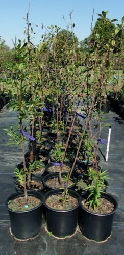 SPRING SATIN PLUMCOT 4-6 FT Fruit Tree Plant Trees Sweet Plums Garden Plants