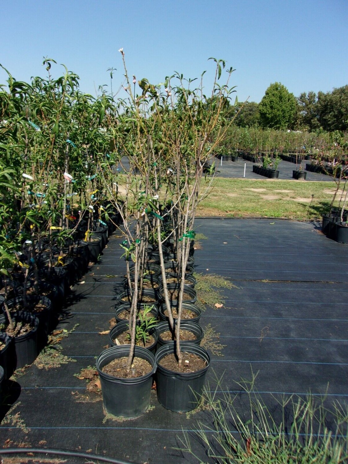 MERICREST NECTARINE 4-6 Ft Tree Fruit Trees Plants Plant Tasty Nectarines NOW!