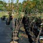 FANTASIA NECTARINE 4-6 Ft Tree Fruit Trees Plants Plant Tasty Nectarines NOW!