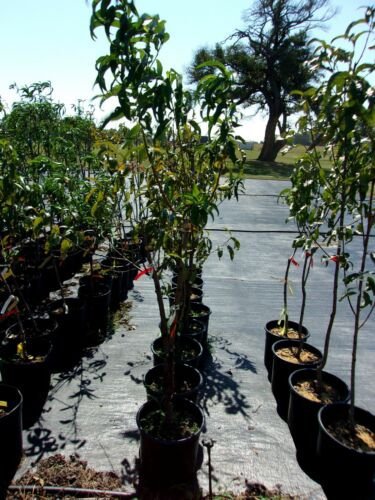 DESERT DELIGHT NECTARINE 4-6 Ft Tree Zone 7-10 Fruit Trees Plant Nectarines NOW!