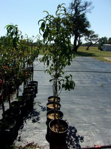 PANAMINT NECTARINE 4-6 Ft Tree Zone 8-10 Fruit Trees Plant Tasty Nectarines NOW!