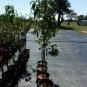 PANAMINT NECTARINE 4-6 Ft Tree Zone 8-10 Fruit Trees Plant Tasty Nectarines NOW!