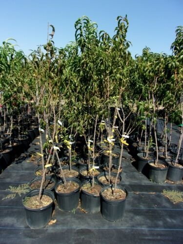 FLAVORTOP NECTARINE 4-6 Ft Tree Fruit Trees Plants Plant Sweet Tasty Nectarines