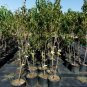 FLAVORTOP NECTARINE 4-6 Ft Tree Fruit Trees Plants Plant Sweet Tasty Nectarines