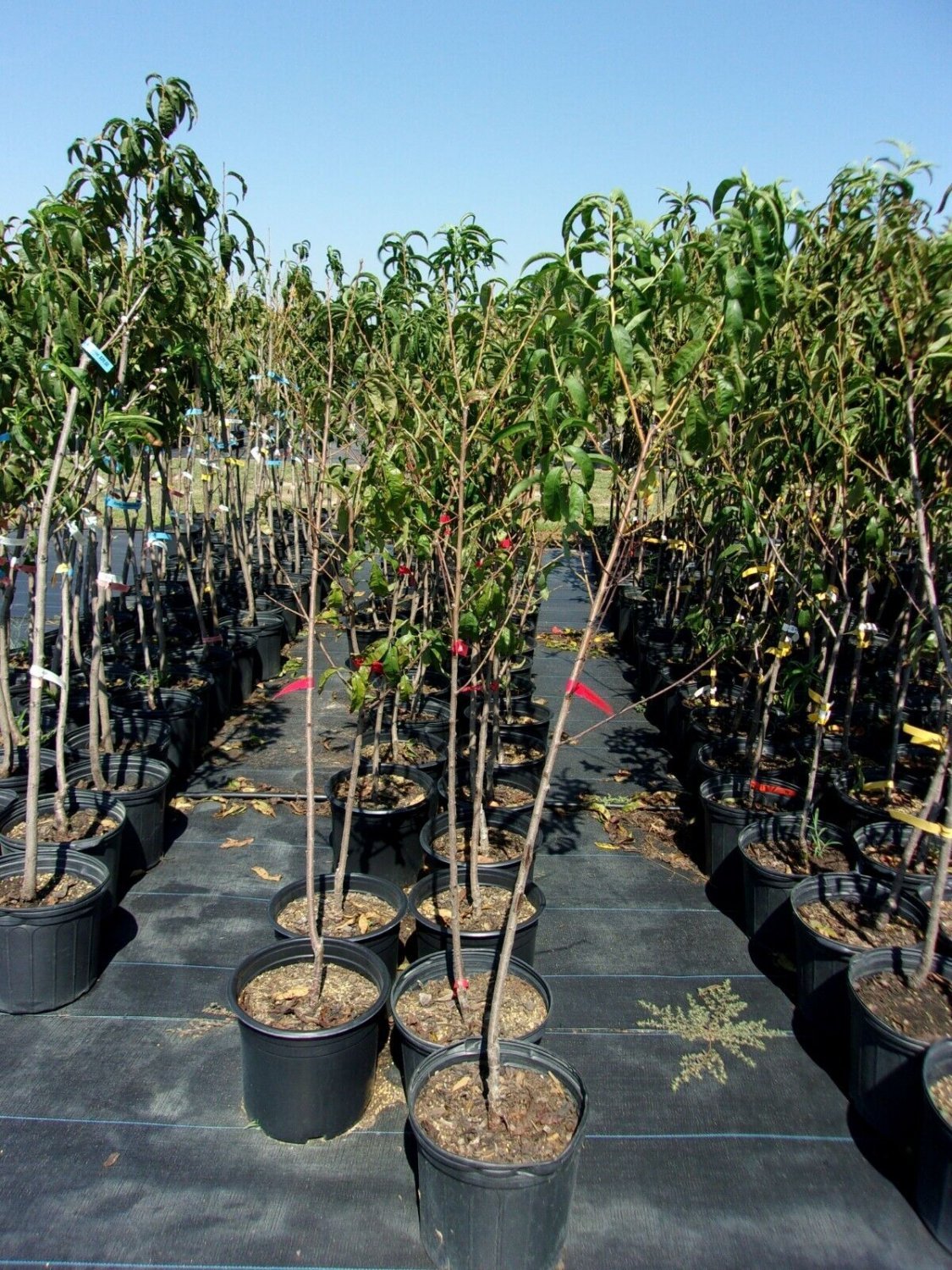 CRIMSON SNOW NECTARINE 4-6 Ft Tree Fruit Trees Plants Plant Tasty Nectarines NOW
