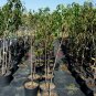 CRIMSON SNOW NECTARINE 4-6 Ft Tree Fruit Trees Plants Plant Tasty Nectarines NOW