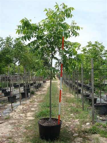 JACKSON PAPERSHELL PECAN TREE Shade Nut Trees Live Plant Pecans Nuts Plants