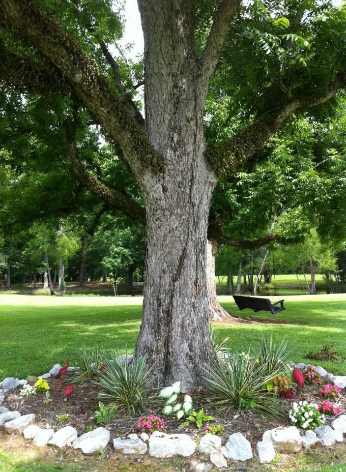 PODSEDNIK PECAN TREE Shade Trees Healthy Plant Large Pecans Nuts Wood Garden