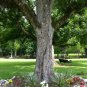 PODSEDNIK PECAN TREE Shade Trees Healthy Plant Large Pecans Nuts Wood Garden