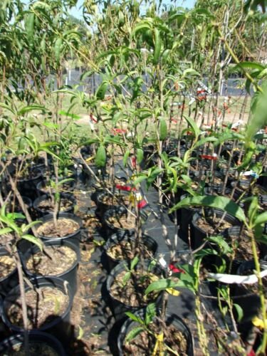 JOLLY RED GIANT NECTARINE 4-6 Ft Tree Fruit Trees Plants Plant Sweet Nectarines