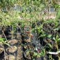 JOLLY RED GIANT NECTARINE 4-6 Ft Tree Fruit Trees Plants Plant Sweet Nectarines