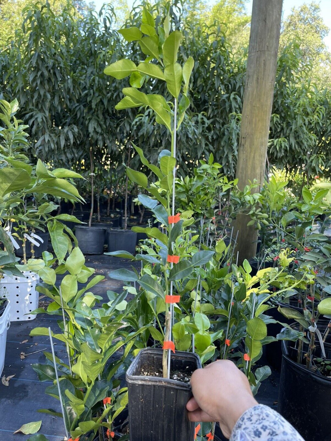 KIFFIR LIME (c&Atilde;&cent;y Chanh th&Atilde;&iexcl;i) 2-3 Feet Tall. No shipping to California due to state regulations.