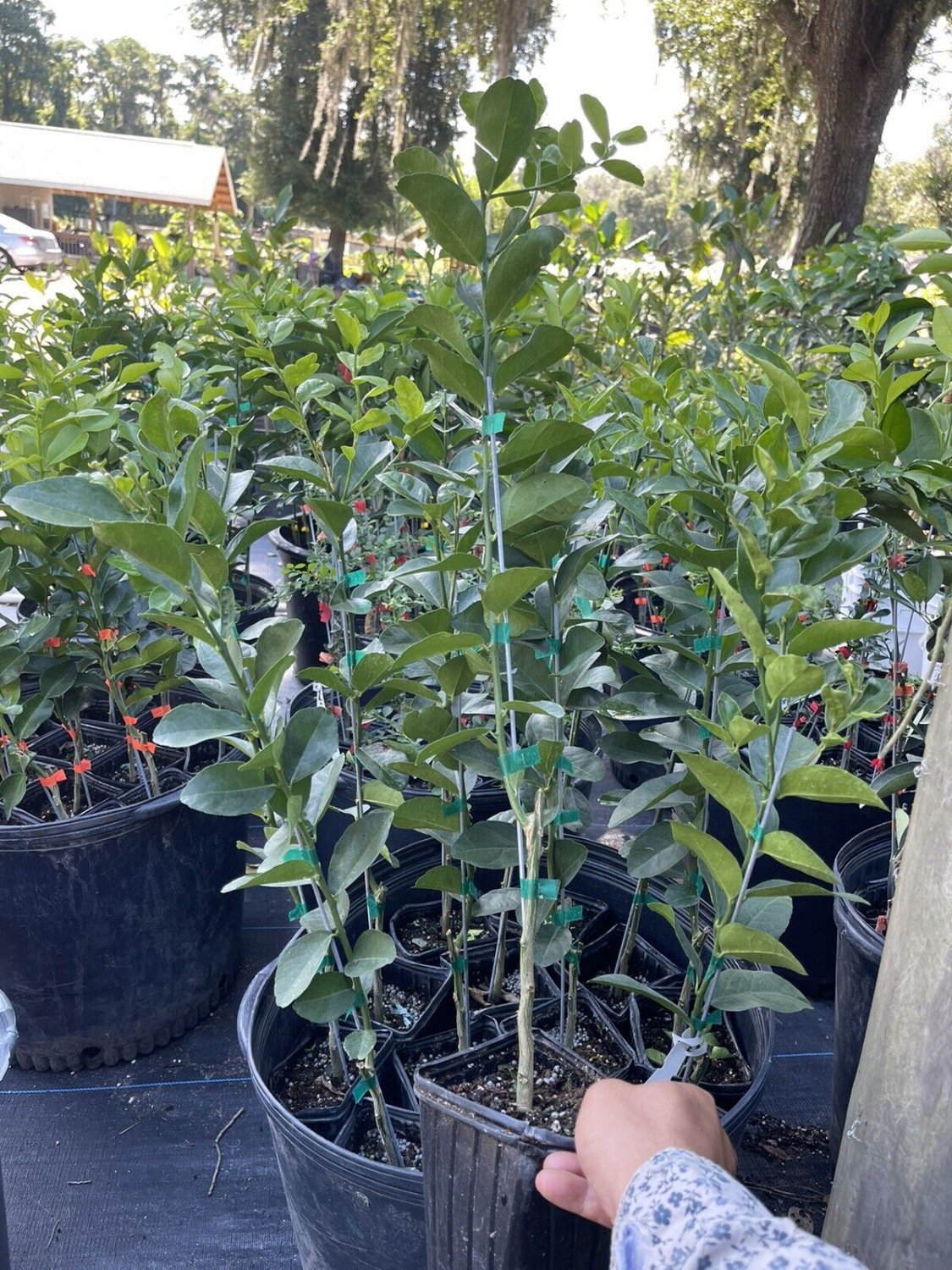 Key Lime Tree (Grafted) 3+ Feet Tall . No shipping to California due to state regulations.