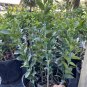 Key Lime Tree (Grafted) 3+ Feet Tall . No shipping to California due to state regulations.