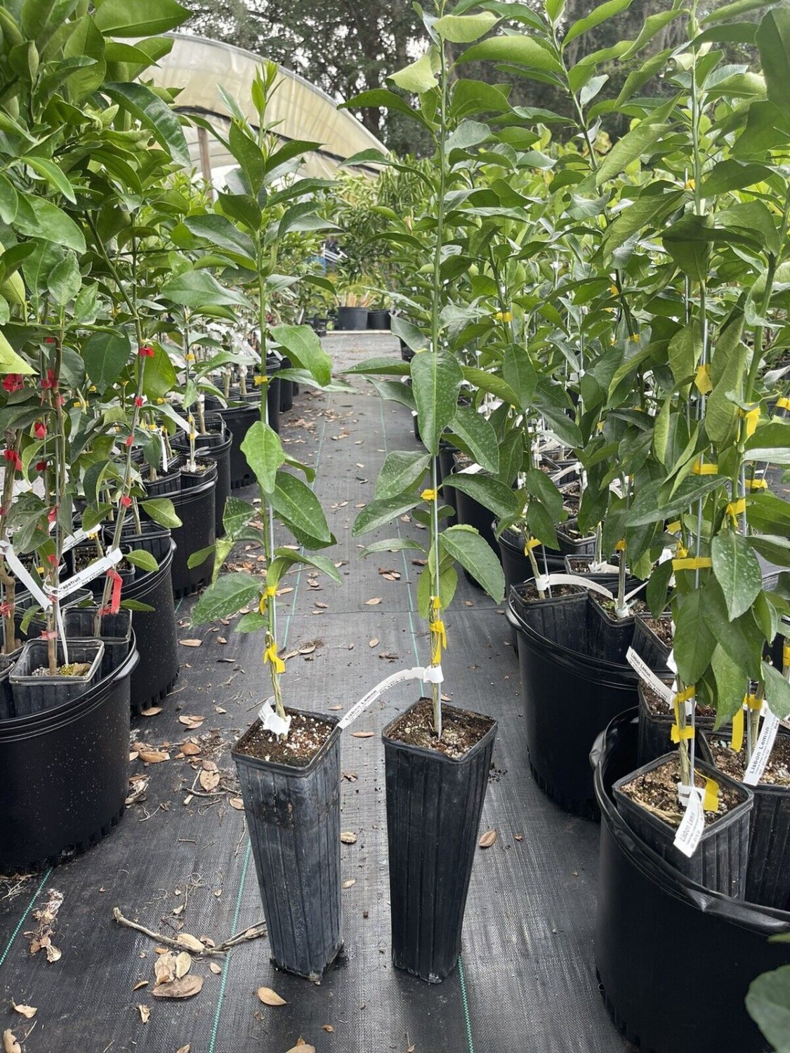 LISBON LEMON TREE (grafted) 3 Feet Tall . No shipping to California due to state regulations.
