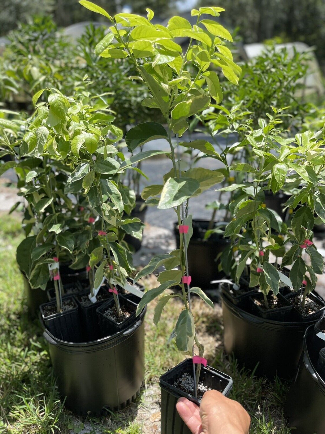 VARIGATED PINK LEMON TREE (GRAFTED) 3 Feet Tall.