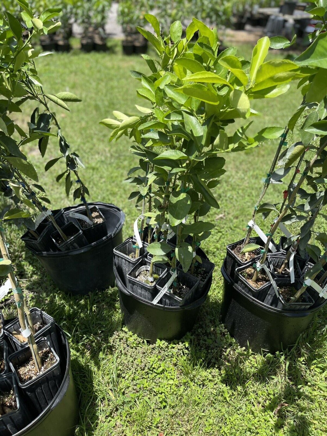 PERSIAN LIME TREE (GRAFTED) 3-4 Feet Tall.