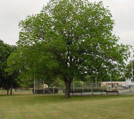 PAWNEE PECAN TREE Shade Trees Live Healthy Plant Large Pecans Nuts Wood Garden