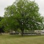 CHEYENNE PAPERSHELL PECAN TREE Shade Nut Trees Live Plant Plants Pecans Nuts