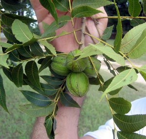 STUART PAPERSHELL PECAN TREE 4-6 Ft. Shade Trees Healthy Plant Large Pecans Nuts