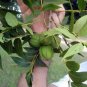 STUART PAPERSHELL PECAN TREE 4-6 Ft. Shade Trees Healthy Plant Large Pecans Nuts