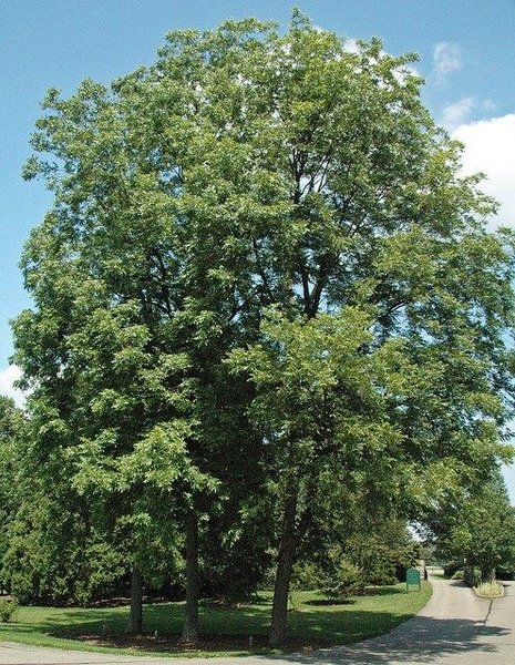SUMNER PECAN TREE Shade Trees Live Healthy Plant Large Pecans Nuts Wood Garden