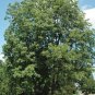 SUMNER PECAN TREE Shade Trees Live Healthy Plant Large Pecans Nuts Wood Garden