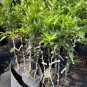 Hamlin orange tree (grafted) 3-4 Feet Tall. No shipping to California due to state regulations.