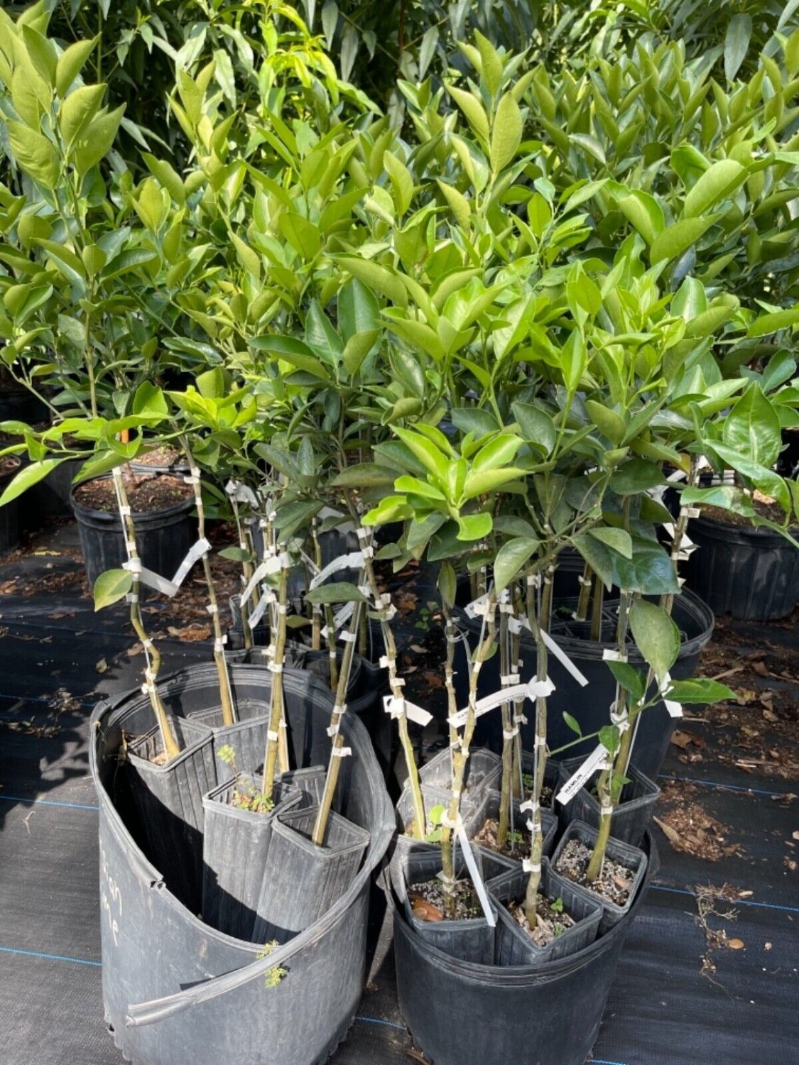 Hamlin orange tree (grafted) 3-4 Feet Tall. No shipping to California due to state regulations.