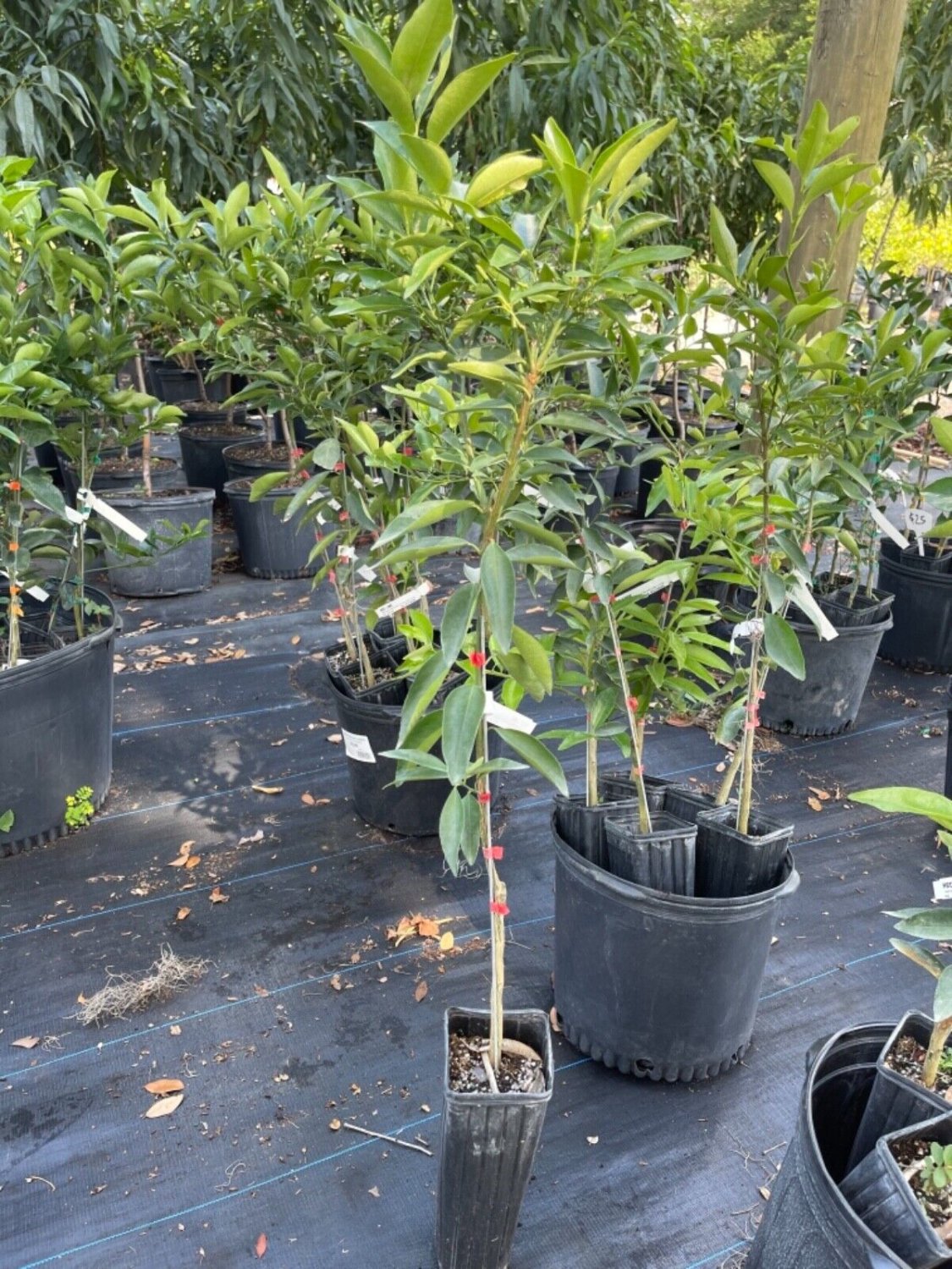 Red lime tree (grafted) 3-4 Feet Tall. No shipping to California due to state regulations.