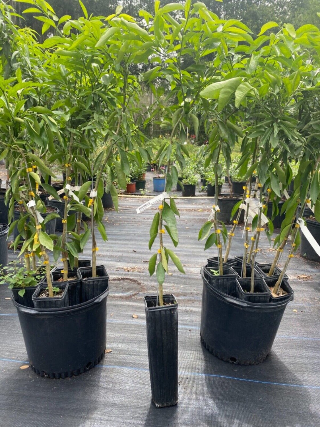 SUGAR BELLE ORANGE TREE (Grafted) 3-4 Feet Tall. No shipping to California due to state regulations.