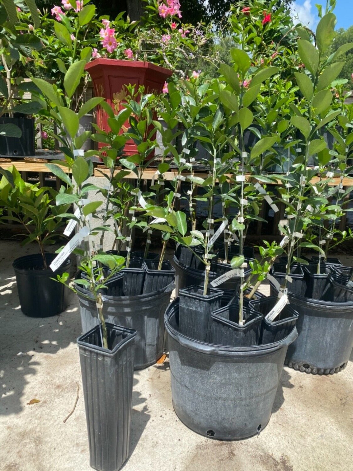 CALAMONDIN TREE Grafted (C&Atilde;&cent;y T&aacute;&ordm;&macr;c Chua) 3-4 Feet Tall. No shipping to CA due to state regulations.