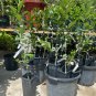 CALAMONDIN TREE Grafted (Cây Tắc Chua) 3-4 Feet Tall. No shipping to CA due to state regulations.