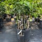 PINK GRAPEFRUIT (grafted) 3+ Feet Tall. No shipping to California due to state regulations.