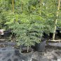 CURRY PLANT, Kari Pattha, Kari Bevu Live plant 2 Feet Tall.