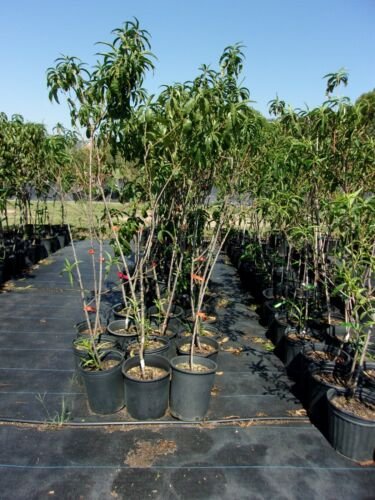 RED GOLDEN NECTARINE 4-6Ft Tree Fruit Trees Plants Plant Sweet Juicy Nectarines
